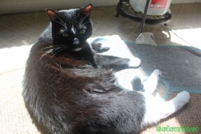 Walter covered in catnip in the sun