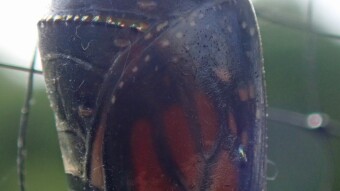 Monarch butterfly chrysalis