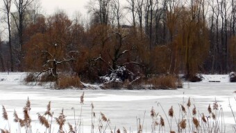 Continuation of the winter scenery, cold but fabulous and colorful - My Actifit Report Card: January 5 2025