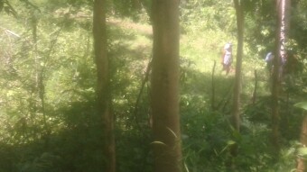 Trees Have Lives Too