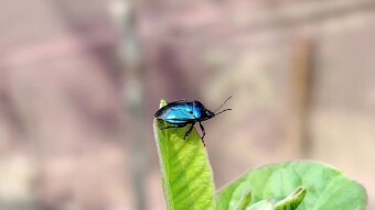 Different type insect videography