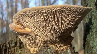Mushrooms occurring in Europe - Daedalea quercina