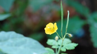 Greater celandine (Chelidonium majus)
