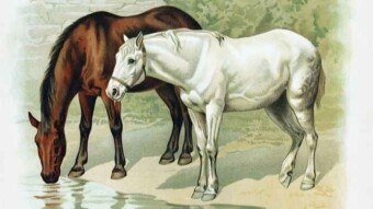 A caballo regalado no se le ve el colmillo / You can't see the tusk of a gift horse