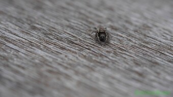 Jumping Spider - Macro Photography