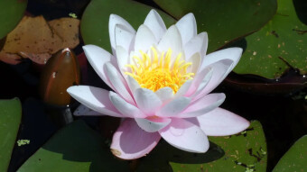 Aromatic and healing "Snow Queen" - that is White Nenuphar