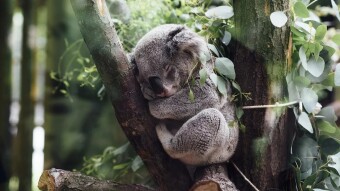 Australia Identifies 113 Animal Species Requiring "Urgent Help" Following Wildfires