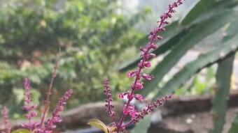 Flower art video.
