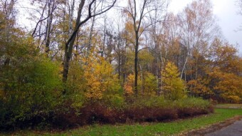 Winter has been a bit scary, but for now it's still beautiful and autumn - My Actifit Report Card: November 20 2023