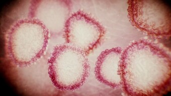 Amazon Will Emerge from Pandemic as Undisputed Ruler of the World