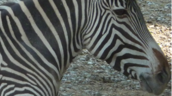 Crypto apps - not many species in the zoo