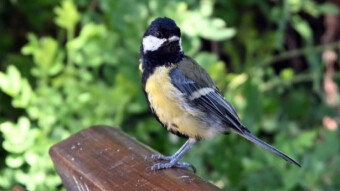 Tits, sparrows, and ducks are in very limited numbers. Why?