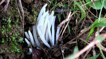 Fairy fingers or white spindles - a rare edible mushroom that looks like an anemone