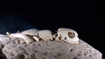 When there is no adrenaline and ordinary diving is not enjoyable - Sipadan Island - turtle cemetery