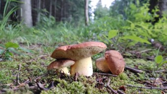 Very rare edible mushroom - Mountain buttercup (Butyriboletus subappendiculatus)