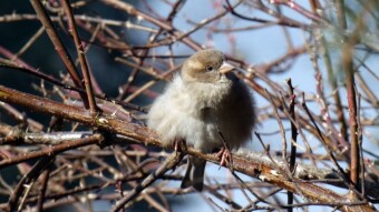 It's still winter, but the sun is already warming up nicely - Passerines' first sunbathing