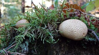Common earthball - an amateur will confuse it with a truffle and will experience unpleasant results of disappointment