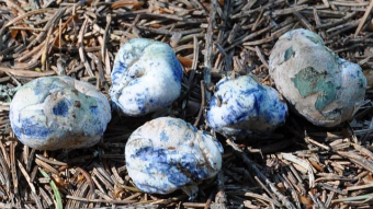 Mushrooms occurring in Europe - Chamonixia caespitosa
