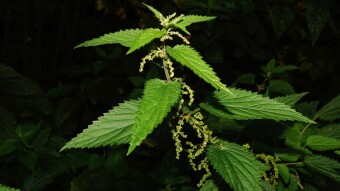 THE HEALING PROPERTIES OF NETTLE (Stinging nettle)