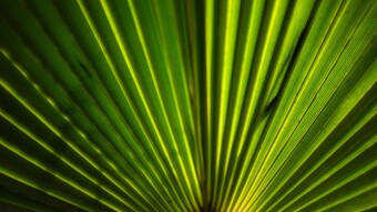 Some Experiments with Abstract Photos of Plants and flowers