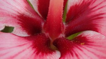 Red Flower with a Bit of Pollen