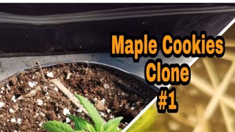 Maple Cookies Clone #1 - Mars Hydro TS600 - 5 Gallon No-Till Supersoil - Update #1