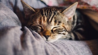 How to Help Your Pets with Winter Weather