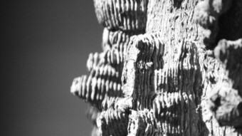 Monochrome - tree bark