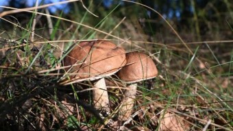 Another beautiful autumn day in the Lublin region -- My Actifit Report Card: September 25 2025