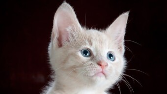 Two Creativity Lessons From CryptoKitties