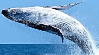 Crypto whales achieve their price recovery mission by injecting bitcoins, stablecoins and altcoins into the market