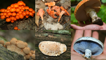 2023 Mushroom Memories: Late Summer Fungi