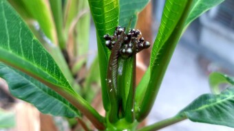 Photography of Kathgolap