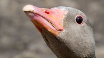 Have you ever been chased by a goose? Or maybe she pinched her calf or buttock? Greylag goose is not joking