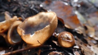 Tarzetta catinus - Amazing mushroom shapes