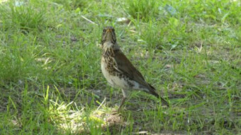 Very famous but rare bird - the fieldfare