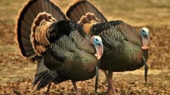 Guajolote que se sale del corral, termina en mole / Turkey that leaves the corral, ends up in mole