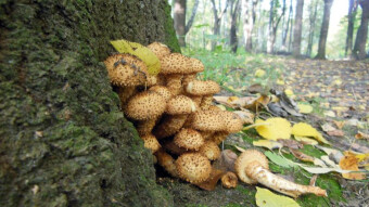 Easy to mistake for honey fungus - Shaggy scalycap