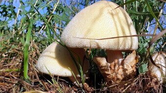 A mushroom like a teddy bear - Volvariella bombycina (Silky sheath) and its bald family - Volvopluteus gloiocephalus (Stubble Rosegill)