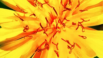 YELLOW FLOWERS: THE POWER OF LOVE