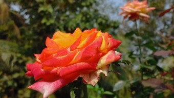 Rose Flower Photography.