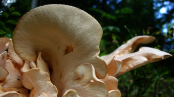 Mushrooms occurring in Europe - Albatrellus confluens