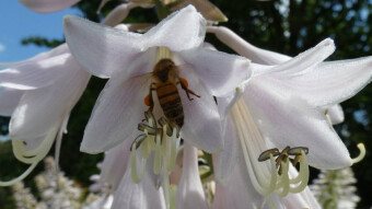 Siebold's plantain lily is one of the most beautiful, melliferous garden flowers