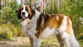 Be Prepared For A Miracle! Today Ludwig Van Beethoven Is Performing, Of Course It Is A Famous Dog From The Movies, And Not A Man!