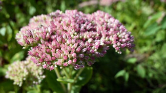 More beautiful and strange flowers in the park garden