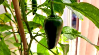 Green peppers [ENG/ITA/ESP]