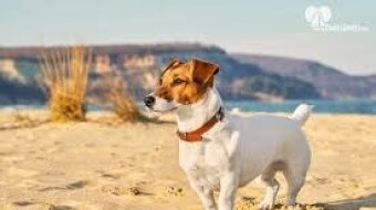 Jack Russell Terrier