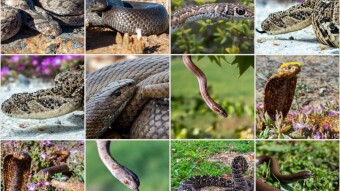 How to stay safe during Snake Season