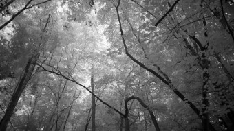 Curvy tree along the trail - Infrared Photography