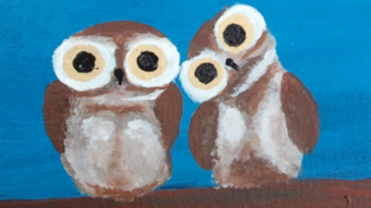 Owls